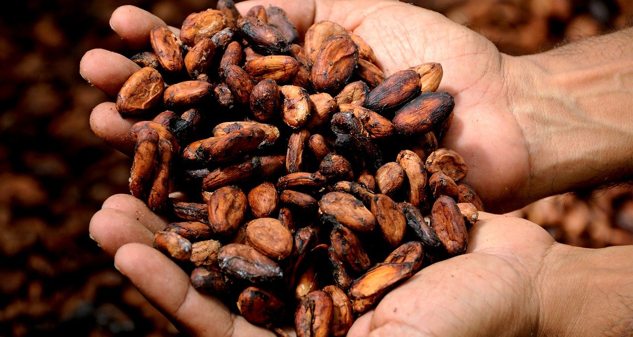 Cocoa Barometer report addresses challenges in the cocoa sector