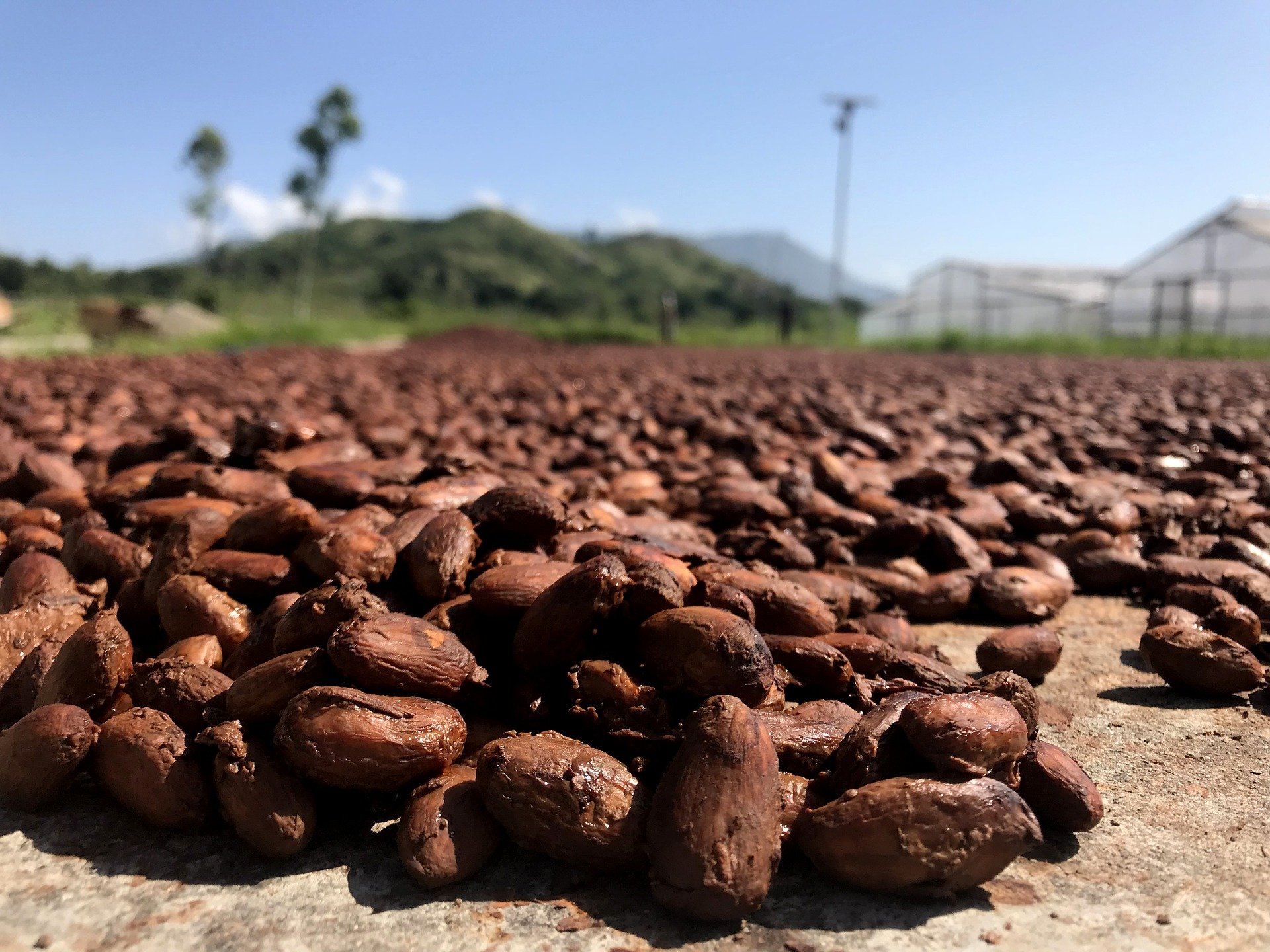 Mondelēz and Olam team up to create world’s largest sustainable cocoa farm