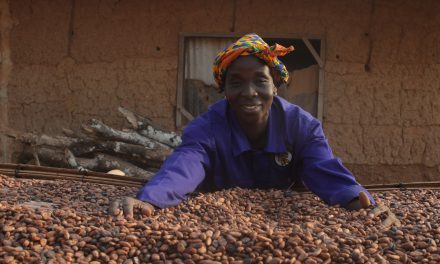85% income boost for Fairtrade cocoa farms, survey shows