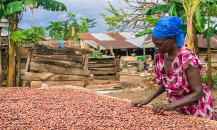 Fairtrade reports ability of cocoa co-operatives for farmers