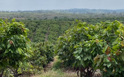 Barry Callebaut establishes Farm of the Future