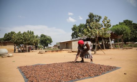 Sustainability in cocoa farming: No two farmers are the same
