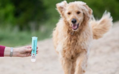 Simply Ice Cream launches new frozen dog treats