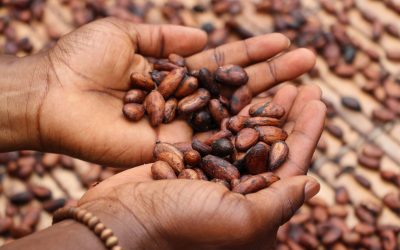 Cargill deploys zero-emission transport for cocoa beans