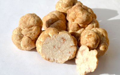 MycoTechnology’s honey truffle sweetener prepares for market