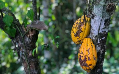 Côte d’Ivoire raises farmgate cocoa prices 50%