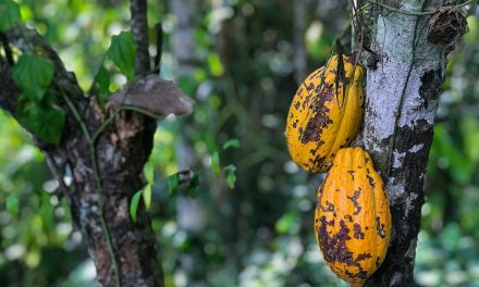 Côte d’Ivoire raises farmgate cocoa prices 50%