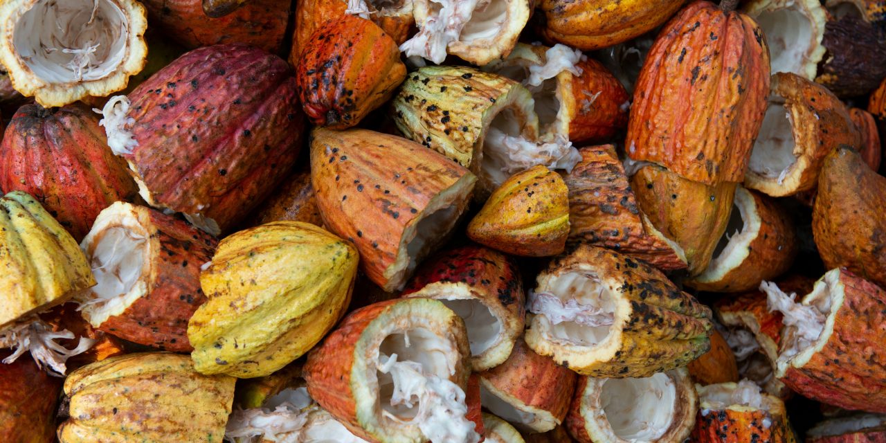 The cocoa crisis is an opportunity for innovation